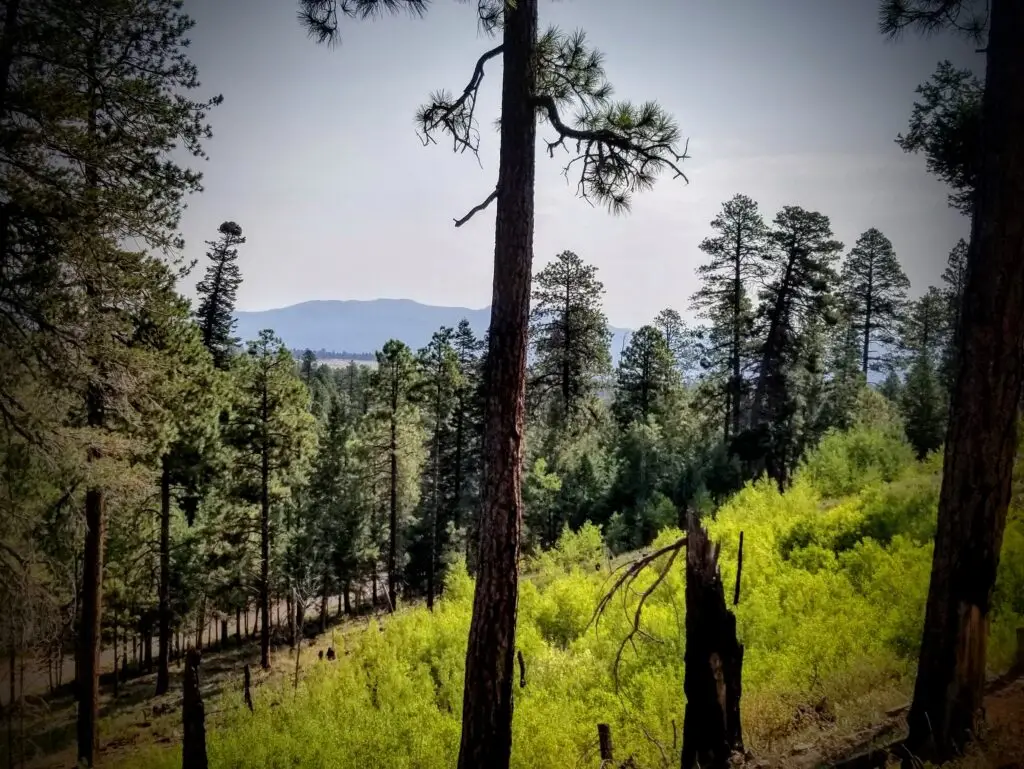 Trails near Pine