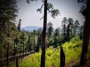 Trails near Pine